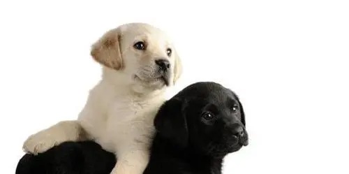 狗狗的听觉，嗅觉，视觉，味觉分别有什么特长？