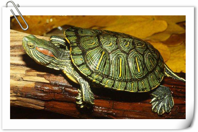 乌龟冬眠多久