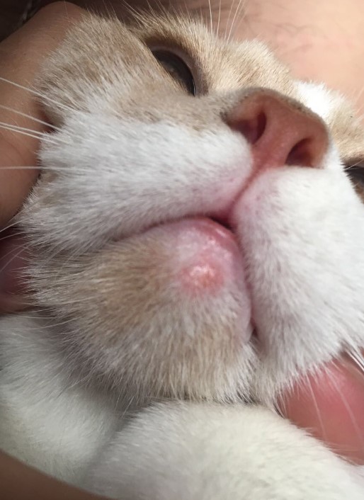 猫猫的嘴周围为啥红了