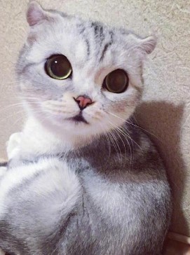 　　猫咪眼睛一只大一只小有点不对称