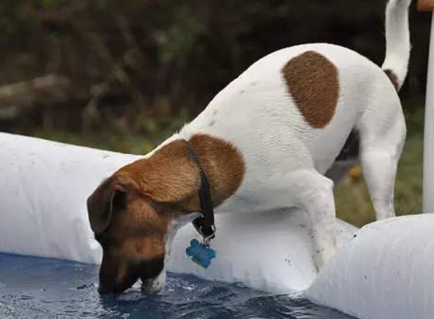 狗大量喝水后死了