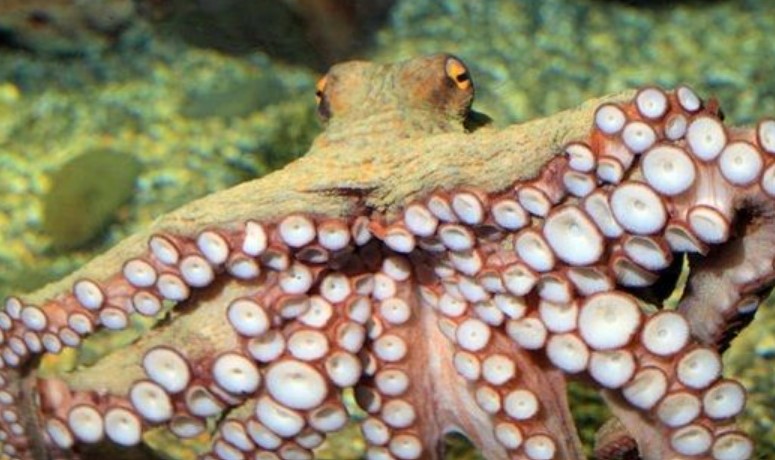 章鱼为什么难养