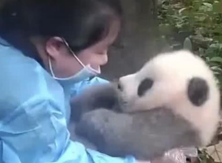 熊猫咬死过饲养员吗